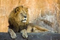 A Large Powerful Lion Rests On Tall Boulder At Sun