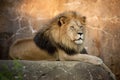 A Large Powerful Lion Rests On Tall Boulder At Sun