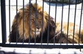 Large, powerful male lion sits on a tall boulder at our local zoo. Closing time means feeding for many of the animals Royalty Free Stock Photo