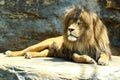 Large, powerful male lion