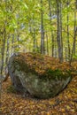 Large Precambrian Boulder in a Fall Forest - Ontario, Canada