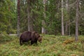 Large predator Brown bear, Ursus arctos looking for food in a summery Finnish taiga forest, Northern Europe. Royalty Free Stock Photo