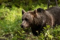 Large predator Brown bear, Ursus arctos sniffing a plant Royalty Free Stock Photo