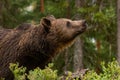 Large predator Brown bear, Ursus arctos sniffing in a summery Finnish taiga forest, Northern Europe. Royalty Free Stock Photo