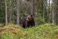 Large predator Brown bear, Ursus arctos sniffing in a summery Finnish taiga forest, Northern Europe. Royalty Free Stock Photo