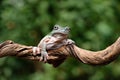 A large predatory frog is perched on a tree branch Royalty Free Stock Photo