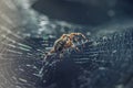 A large predatory spider-cross-hunting spider web Royalty Free Stock Photo
