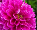 A large pretty pink dahlia and bee