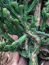 Prickly green cactus growing in desert setting Royalty Free Stock Photo