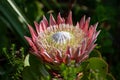 large protea flower in sunshine Royalty Free Stock Photo