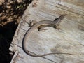 Large Psammodromus lizard in the Sierra de Cazorla, Spain Royalty Free Stock Photo