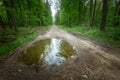 A large puddle on a dirt road in a green forest Royalty Free Stock Photo