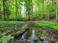 A Large Puddle at Strasburg Woods