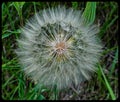 Large puff ball or Goatsbeard Tragopogon dubius