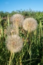 A large puff seed head - Western Salsify Tragopogon dubius in the Palouse region of Washington State Royalty Free Stock Photo