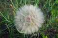 A large puff seed head - Western Salsify Tragopogon dubius in the Palouse region of Washington State Royalty Free Stock Photo