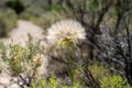 A large puff seed head - Western Salsify Tragopogon dubius in the Sawtooth Mountains of Idaho Royalty Free Stock Photo