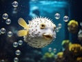 Large Puffer Fish Royalty Free Stock Photo