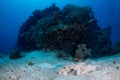 A large puffer fish sits on the sand at the bottom Royalty Free Stock Photo