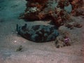 Large puffer fish Royalty Free Stock Photo