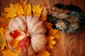 Large pumpkin and a colorful curious cat.