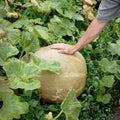 Large pumpkin and hand of a peasant