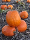 Large Pumpkin Harvest - Ready for Halloween