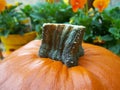 Large Pumpkin and Orange Pansies Royalty Free Stock Photo