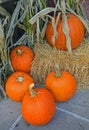 Large Pumpkin ubiquitously for sale before Halloween Royalty Free Stock Photo