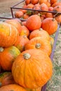 Large pumpkins in a tractor cart