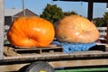 Large pumpkins Royalty Free Stock Photo