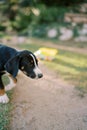 Large puppy walks on the ground, sniffing. Close-up