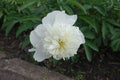 Large pure white flower of peony in May Royalty Free Stock Photo