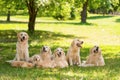 Large purebred canine family Royalty Free Stock Photo