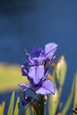 Large purple Bearded Iris Iris germanica flower