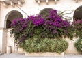 Large Purple Bougainvillea bush at Borgo Egnazia resort