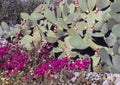 Large Purple Bougainvillea bush, Lantana and Prickly Pear Cactus above a grey stone wall