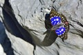 Large purple butterfly in water