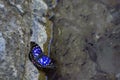 Large purple butterfly in water