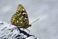 Large purple butterfly in water