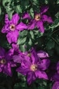 Large purple clematis flowers for full frame. Growing ornamental climbing plants in the garden Royalty Free Stock Photo