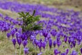 Large purple crocus field, saffran glade in spring Royalty Free Stock Photo