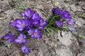 Large purple crocus flowers in spring