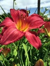 Large Purple Day Lily Royalty Free Stock Photo