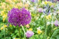 Large purple decorative onion flower blooming in the garden