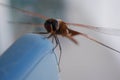 Macro Look at Red Dragonfly on Phone Device