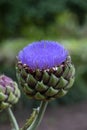Large purple flower of globe artichoke plant (cynara cardunculus var. scolymus) Royalty Free Stock Photo