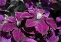 Large purple flowers of clematis, black and white photo