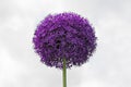 Large purple flowers of the giant leek. Allium giganteum.