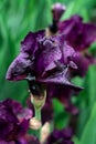 A large purple iris flower covered with drops of spring rain. Royalty Free Stock Photo